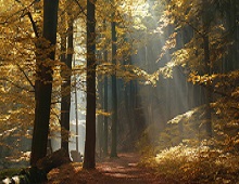 Composite Timber Windows